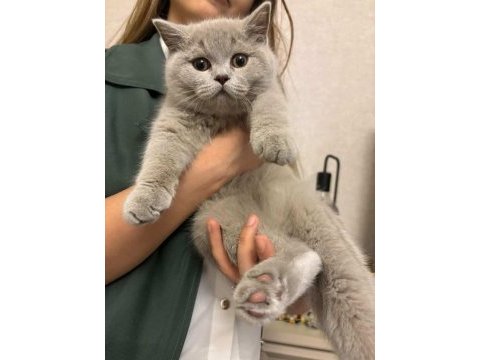4 aylık safkan british shorthair erkek yavru