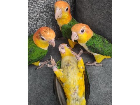 Elle büyütülmüş iri boy bebekler caique