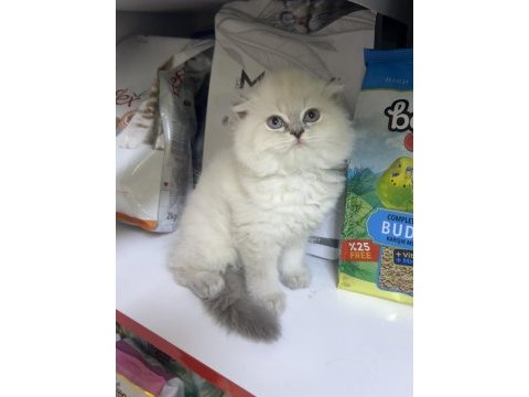 Scottish fold erkek