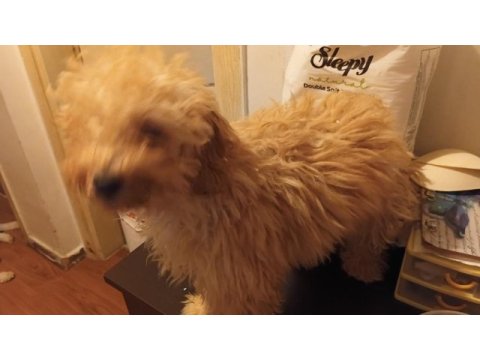 Maltipoo poodle kırması