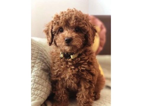 Toy poodle bebeklerimiz evinizin neşesi olacaktır