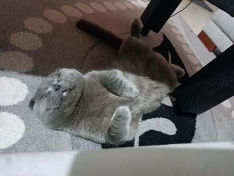 Scottish fold kedime aile arıyorum
