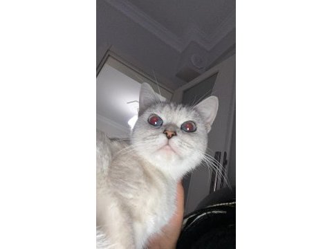 British kedi dişi