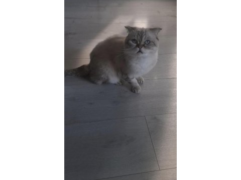 Kızım nazlı scottish fold