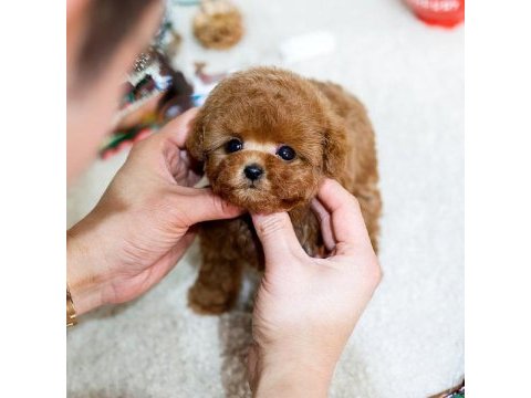 Mini boy poodle bebeklerimiz