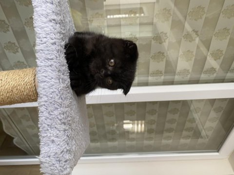 2 aylık kömür scottish fold oğluşum