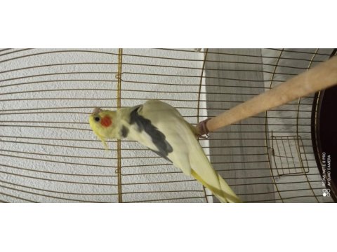 1 yaşında kelime konuşan sağlıklı erkek