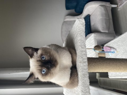 British shorthair blue point