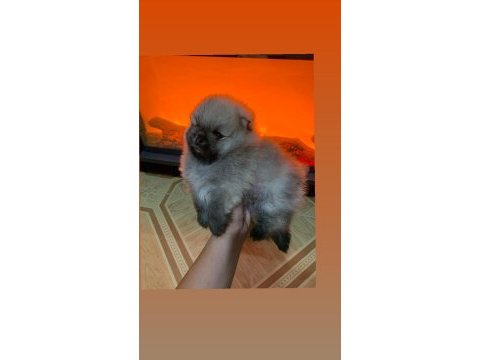 Pomeranian boo teacup erkek ayıcık