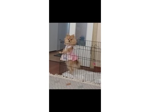Pomeranian boo 7 aylık dişi