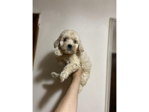 A kalite kıvırcık maltipoo bebekler