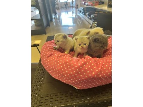 Ankara rezerve açık british shorthair yavrularımız