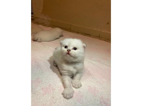 Dişi british shorthair