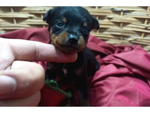 0 numara minyatür pinscher