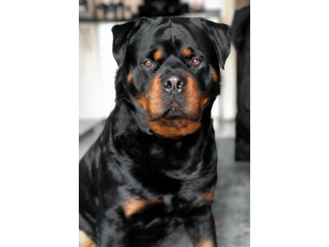 Macar koca kafa rottweiler
