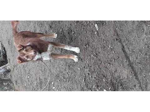 Oyuncu köpeğim