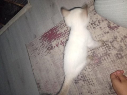 3 aylık dişi siyam