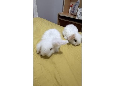 Yavru lop tavşanı 1 aylıklar