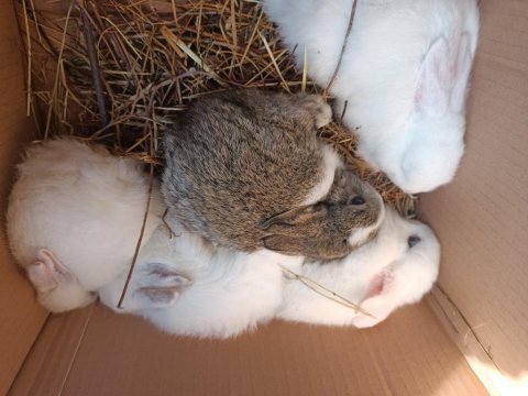 5 yavru tavşan istanbul kartal