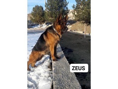 Solid black siyah alman çoban köpeği