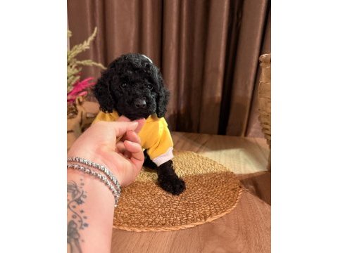 Kızıl siyah ve silver toy poodle bebeklerim