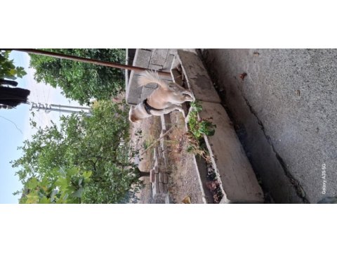 Pekinez ve terrier melezi
