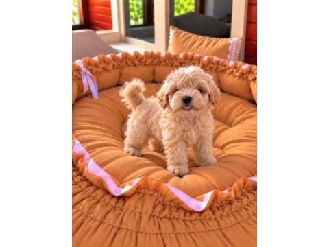 Üst kalite maltipoo yavrular 