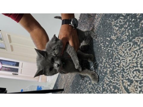 1 adet 1 aylık dişi british shorthair