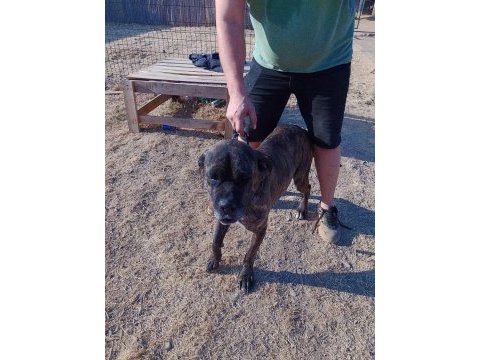 Ücretsiz sahiplendirme cane corso