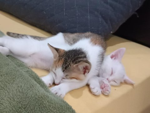 İki yavru kedimiz ve bir anne