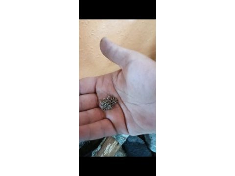 Farklı canlı arayanlara buffo viris