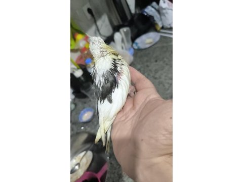 Sultan yavruları 2 aylik ele omuza gelir uygun değildir