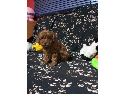 Toy poodle köpekler