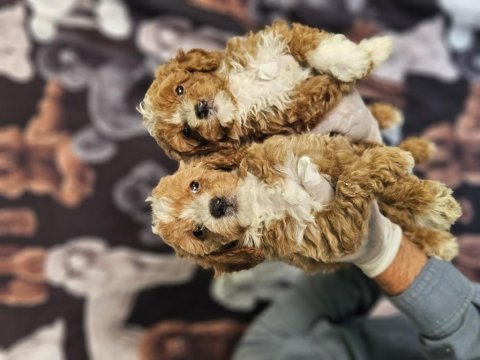 Bıcolor medıum poodle bebeklerımız
