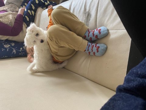 Maltipoo 4aylık yavru