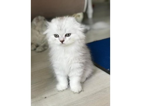 British longhair yavrular