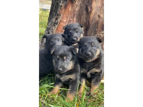 Alman kurdu köpeği yavruları