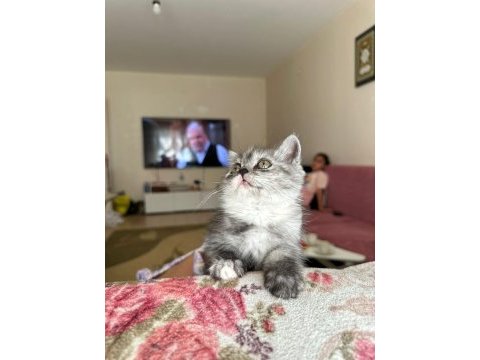 2.5 3 aylık british shorthair chinchilla yavrusu
