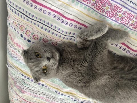 2 yaşında scottish fold