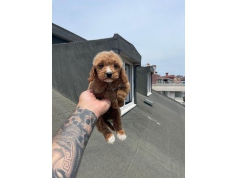 Red maltipoo yavruları