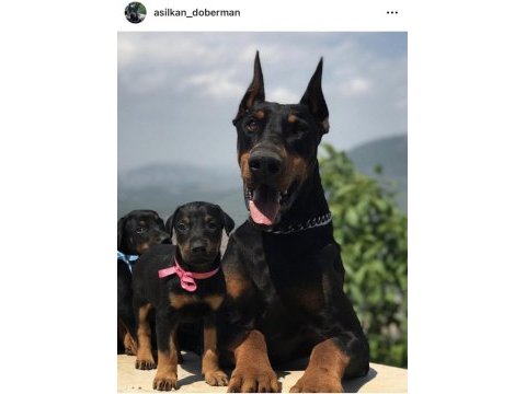 A scr anne babadan doberman yavruları