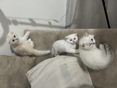 Bembeyaz kırık kulak scottish fold