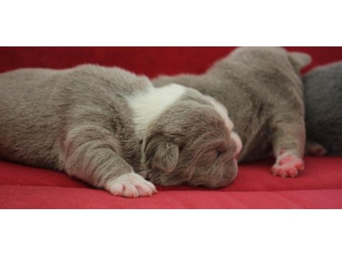 Sitenin en güzel ingiliz bulldog bebekleri