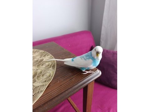 Muhabbet kuşu erkek 1 yaşında