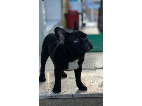 6 aylık dişi french bulldog