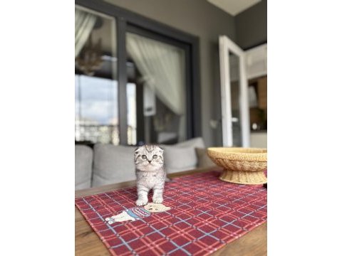 Scottısh fold ırk garantili yavrularım 