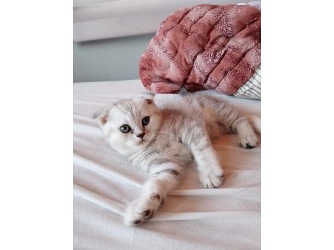 1.5 aylık sağlıklı ve oyuncu scottish fold yavrular
