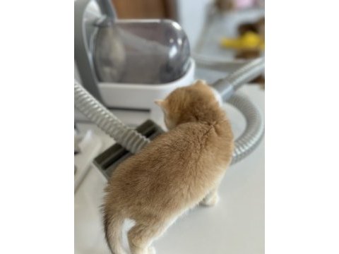 Orjinalşecereli ny12 british shorthair gold yavrum