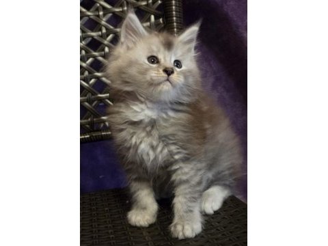 Şecereli maine coon erkek ns24