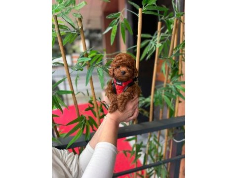 Premium görünümlü toy poodle yavrumuz